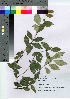  ( - TSG_17)  @11 [ ] Copyright (2021) Unspecified Forestry and Forest Products Research Institute