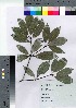  ( - TSG_18)  @11 [ ] Copyright (2021) Unspecified Forestry and Forest Products Research Institute