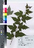 ( - TSG_20)  @11 [ ] Copyright (2021) Unspecified Forestry and Forest Products Research Institute