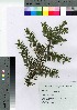  ( - TSG_30)  @11 [ ] Copyright (2021) Unspecified Forestry and Forest Products Research Institute