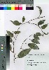  ( - TSG_32)  @11 [ ] Copyright (2021) Unspecified Forestry and Forest Products Research Institute