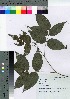  ( - TSG_33)  @11 [ ] Copyright (2021) Unspecified Forestry and Forest Products Research Institute