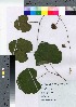  ( - TSG_35)  @11 [ ] Copyright (2021) Unspecified Forestry and Forest Products Research Institute