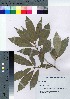  ( - TSG_45)  @11 [ ] Copyright (2021) Unspecified Forestry and Forest Products Research Institute