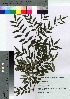  ( - TSG_51)  @11 [ ] Copyright (2021) Unspecified Forestry and Forest Products Research Institute