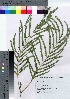  ( - TSG_56)  @11 [ ] Copyright (2021) Unspecified Forestry and Forest Products Research Institute