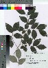  ( - TSG_57)  @11 [ ] Copyright (2021) Unspecified Forestry and Forest Products Research Institute