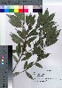  ( - HRS007)  @11 [ ] Copyright (2021) Unspecified Forestry and Forest Products Research Institute