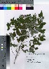  (Lespedeza homoloba - HRS008)  @11 [ ] Copyright (2021) Unspecified Forestry and Forest Products Research Institute