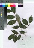  ( - HRS023)  @11 [ ] Copyright (2021) Unspecified Forestry and Forest Products Research Institute