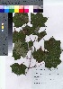  ( - HRS028)  @11 [ ] Copyright (2021) Unspecified Forestry and Forest Products Research Institute