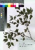  ( - HRS040)  @11 [ ] Copyright (2021) Unspecified Forestry and Forest Products Research Institute