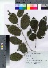  ( - HRS043)  @11 [ ] Copyright (2021) Unspecified Forestry and Forest Products Research Institute
