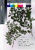  ( - HRS049)  @11 [ ] Copyright (2021) Unspecified Forestry and Forest Products Research Institute