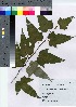  ( - HRS052)  @11 [ ] Copyright (2021) Unspecified Forestry and Forest Products Research Institute