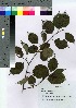  ( - HRS053)  @11 [ ] Copyright (2021) Unspecified Forestry and Forest Products Research Institute
