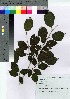  ( - HRS054)  @11 [ ] Copyright (2021) Unspecified Forestry and Forest Products Research Institute
