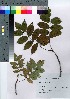  ( - HRS058)  @11 [ ] Copyright (2021) Unspecified Forestry and Forest Products Research Institute
