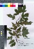  (Amygdaloideae - HRS062)  @11 [ ] Copyright (2021) Unspecified Forestry and Forest Products Research Institute