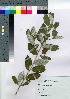  ( - HRS065)  @11 [ ] Copyright (2021) Unspecified Forestry and Forest Products Research Institute