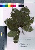  ( - HRS066)  @11 [ ] Copyright (2021) Unspecified Forestry and Forest Products Research Institute