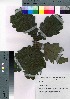  ( - HRS076)  @11 [ ] Copyright (2021) Unspecified Forestry and Forest Products Research Institute