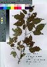  ( - HRS086)  @11 [ ] Copyright (2021) Unspecified Forestry and Forest Products Research Institute