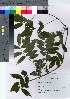  ( - HRS089)  @11 [ ] Copyright (2021) Unspecified Forestry and Forest Products Research Institute