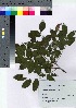  ( - HRS092)  @11 [ ] Copyright (2021) Unspecified Forestry and Forest Products Research Institute