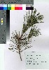  ( - HRS093)  @11 [ ] Copyright (2021) Unspecified Forestry and Forest Products Research Institute