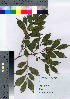  ( - HRS098)  @11 [ ] Copyright (2021) Unspecified Forestry and Forest Products Research Institute