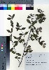  ( - HRS103)  @11 [ ] Copyright (2021) Unspecified Forestry and Forest Products Research Institute