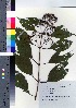 ( - YSR_12)  @11 [ ] Copyright (2021) Unspecified Forestry and Forest Products Research Institute