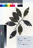  ( - YSR_19)  @11 [ ] Copyright (2021) Unspecified Forestry and Forest Products Research Institute