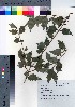  ( - YSR_20)  @11 [ ] Copyright (2021) Unspecified Forestry and Forest Products Research Institute