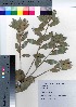  ( - YSR_21)  @11 [ ] Copyright (2021) Unspecified Forestry and Forest Products Research Institute
