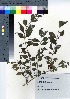  (Callicarpa shikokiana - YSR_27)  @11 [ ] Copyright (2021) Unspecified Forestry and Forest Products Research Institute