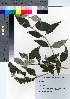  (Buddleja curviflora f. venenifera - YSR_28)  @11 [ ] Copyright (2021) Unspecified Forestry and Forest Products Research Institute