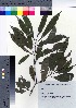  ( - YSR_31)  @11 [ ] Copyright (2021) Unspecified Forestry and Forest Products Research Institute