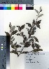  ( - YSR_35)  @11 [ ] Copyright (2021) Unspecified Forestry and Forest Products Research Institute