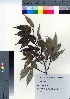  ( - YSR_40)  @11 [ ] Copyright (2021) Unspecified Forestry and Forest Products Research Institute