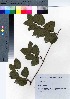  ( - YSR_52)  @11 [ ] Copyright (2021) Unspecified Forestry and Forest Products Research Institute