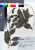  ( - YSR_65)  @11 [ ] Copyright (2021) Unspecified Forestry and Forest Products Research Institute
