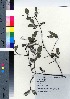  ( - NSB_06)  @11 [ ] Copyright (2021) Unspecified Forestry and Forest Products Research Institute