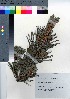  ( - SMG_01)  @11 [ ] Copyright (2021) Unspecified Forestry and Forest Products Research Institute