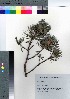  ( - SMG_08)  @11 [ ] Copyright (2021) Unspecified Forestry and Forest Products Research Institute