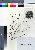  ( - SMG_17)  @11 [ ] Copyright (2021) Unspecified Forestry and Forest Products Research Institute