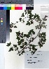  ( - NSB_09)  @11 [ ] Copyright (2021) Unspecified Forestry and Forest Products Research Institute