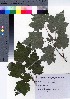  (Acer ukurunduense - NSB_12)  @11 [ ] Copyright (2021) Unspecified Forestry and Forest Products Research Institute