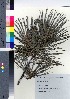  ( - NSB_16)  @11 [ ] Copyright (2021) Unspecified Forestry and Forest Products Research Institute
